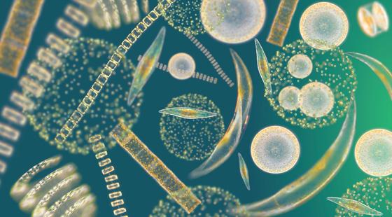 Searching for Phytoplankton | Sailors for the Sea Searching for Phytoplankton | Sailors for the Sea