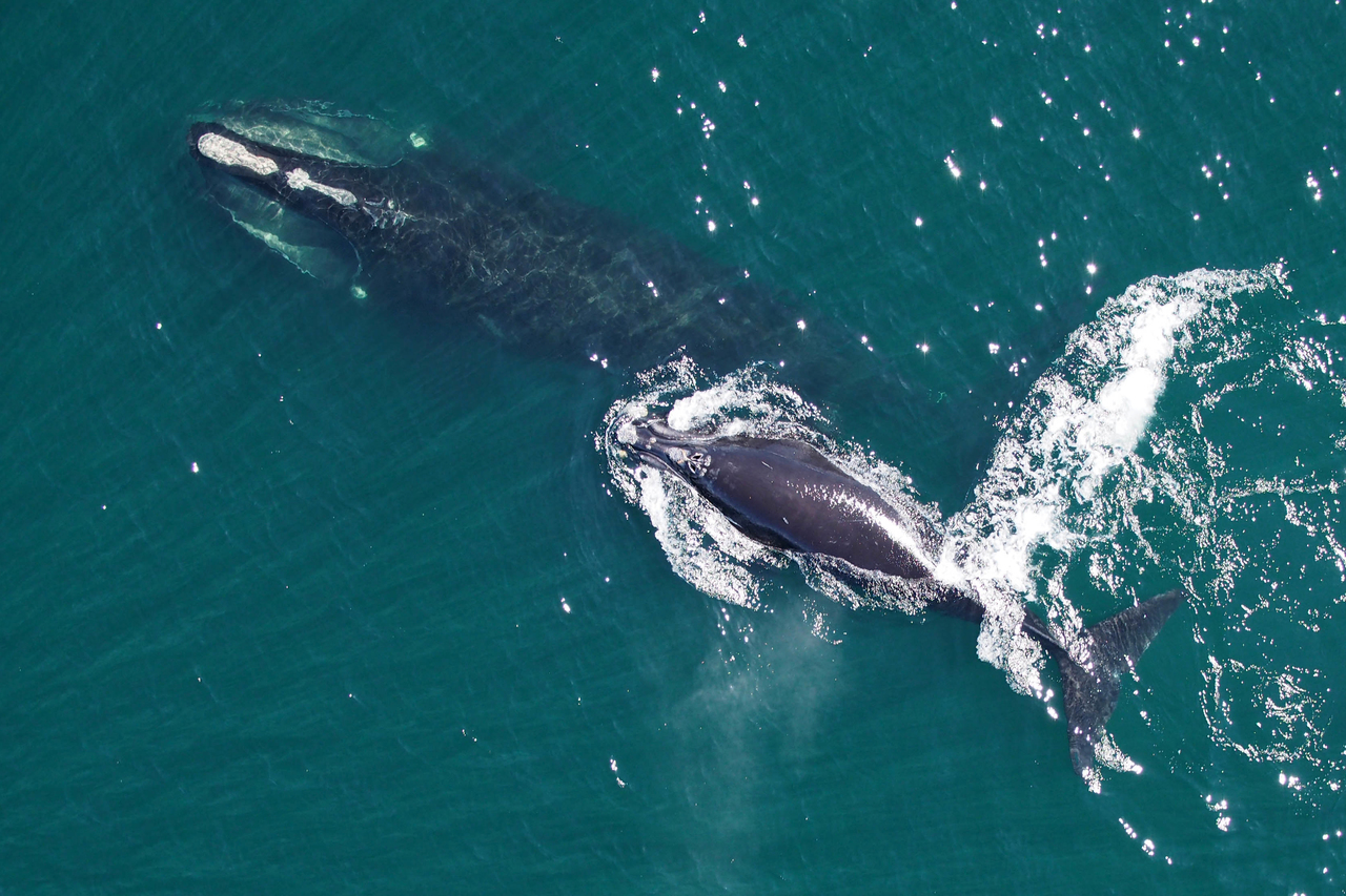 North Atlantic Right Whales Sailors For The Sea