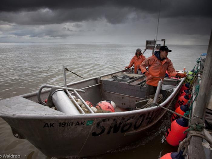 Bristol Bay salmon  Sailors for the Sea