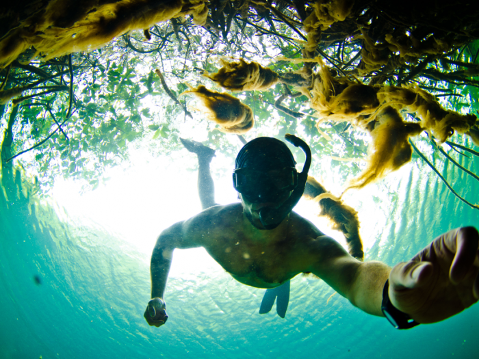 selfie, snorkeling, Caribbean, mexico, mangroves, gopro 
