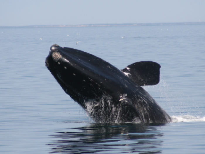 whale, right whale, endangered
