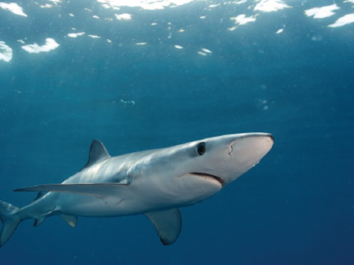 sharks, ocean planning, blue shark, marine science