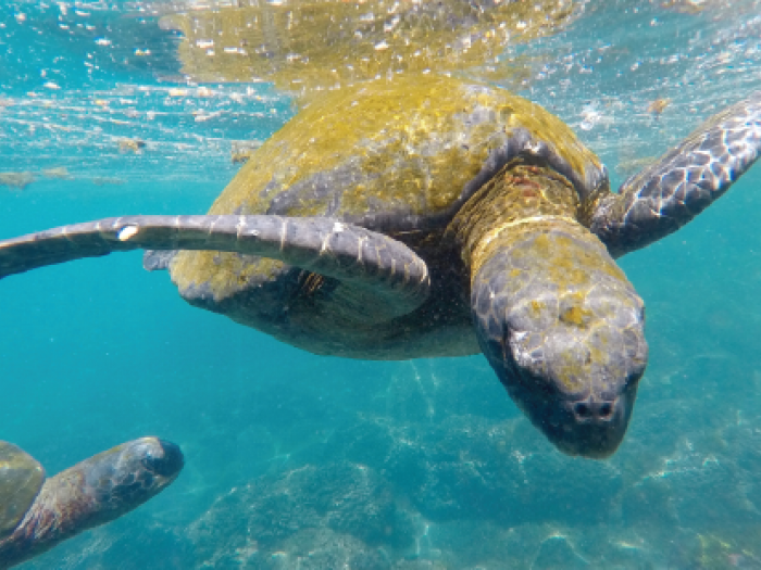 sea turtles, boating, save sea turtles