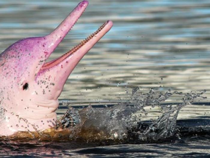 pink water dolphin