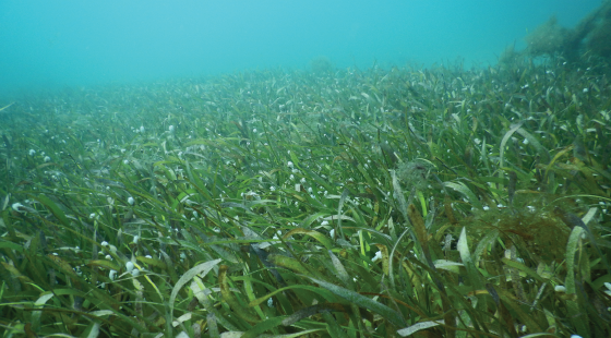 seagrass, carbon footprint, carbon offset 