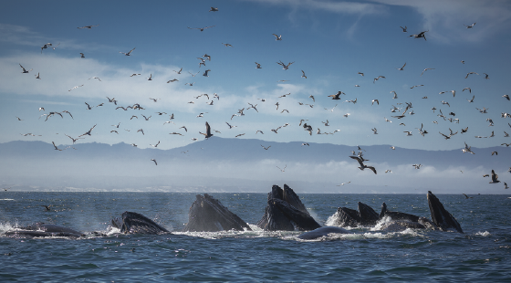 wildlife viewing, whales, marine animals