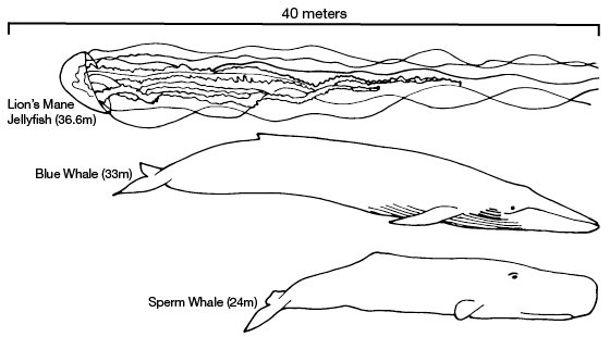 lions mane jellyfish vs blue whale