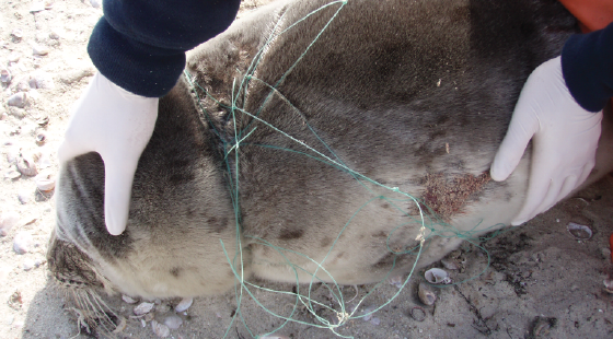 seal, entanglement, fishing gear