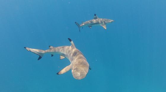 Reef sharks, Shark census, shark conservation, 