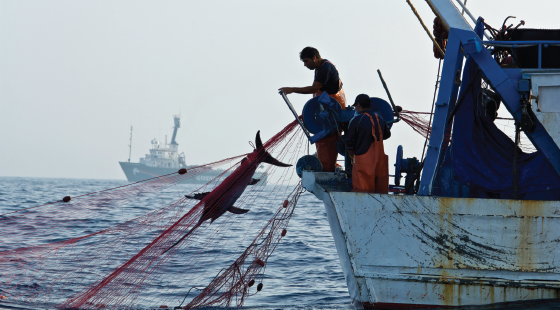 fishing, overfishing, fisheries
