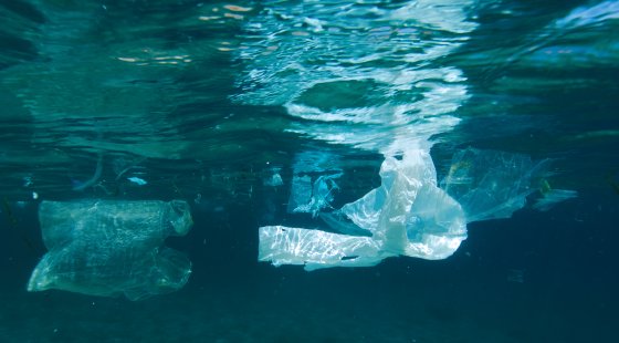 marine debris, plastic pollution, plastic bag, plastics