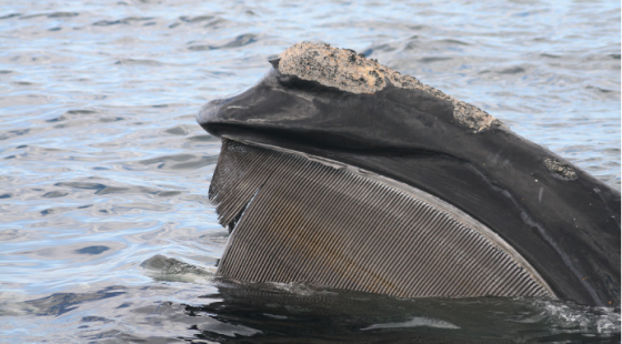 Whale of a Time | Sailors for the Sea