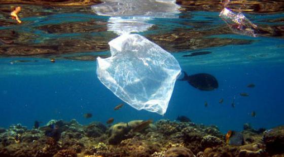 Image result for fish and plastic bag