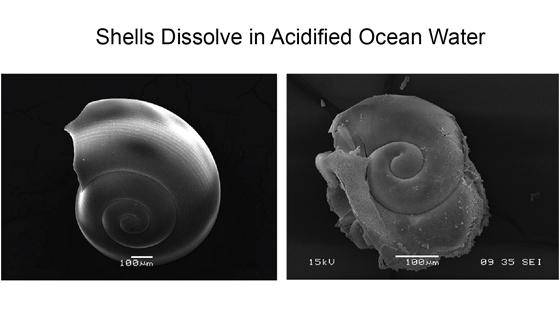 pteropod shells dissolve in acidified ocean water