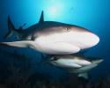 Caribbean reef sharks in Cuba