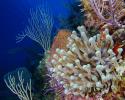 giant anemone, great star coral, sea rods and sea fans