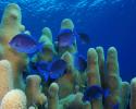 blue tang and pillar coral