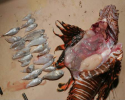 Dissected Lionfish 