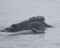 whale, right whale, endangered, whale calf