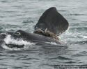whale, right whale, endangered, entangled