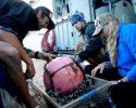 shipmates, research, plastic, gooseneck barnacles, North Pacific, gyre, plastic pollution