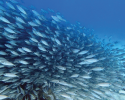 fish, marine science, coral reefs, Caribbean
