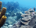 marine science, coral reefs, biodiversity, Caribbean