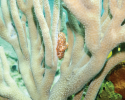 marine science, coral reefs, snails