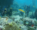 coral reefs, biodiversity, corals, marine science