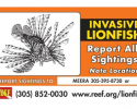 Report Lionfish