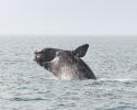 Boston harbor whales, NOAA whales, North Atlantic Right Whale, right whale for hunting, big whales, 