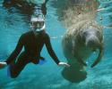 Florida Manatee with snorkeler