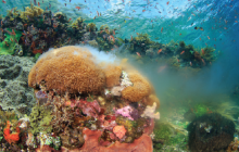coral spawning, mass spawning