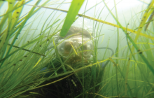 seagrass, scuba diver, seagrass bed