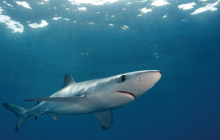 sharks, ocean planning, blue shark, marine science