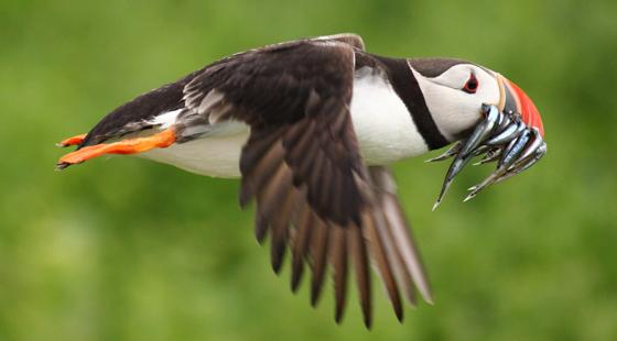puffin, flying, puffin with fish