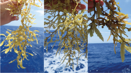 seaweed, sargassum, tall ship, marine research