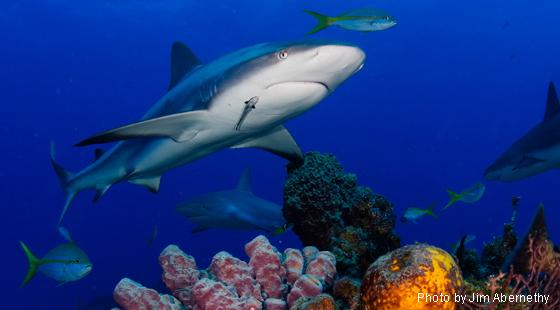 Caribbean reef shark, Jim Abernethy
