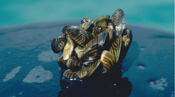 Zebra mussels, invasive species