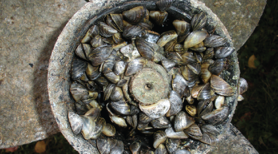 invasive species, zebra mussels, prop