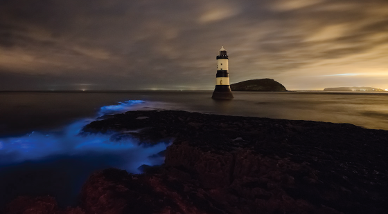bioluminescence, plankton, waves