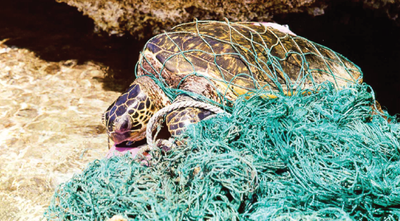 sea turtle, entanglement, fishing gear