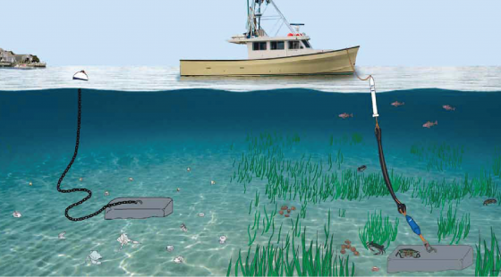 mooring, conservation, seagrass bed