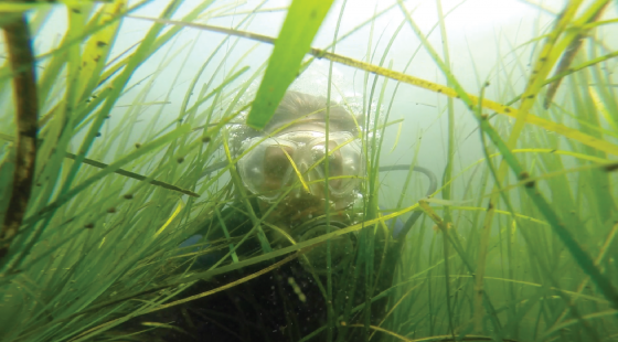 seagrass, scuba diver, seagrass bed