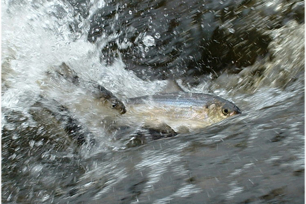 River herring swimming upstream