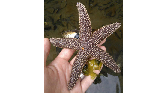 sea star, starfish, uri