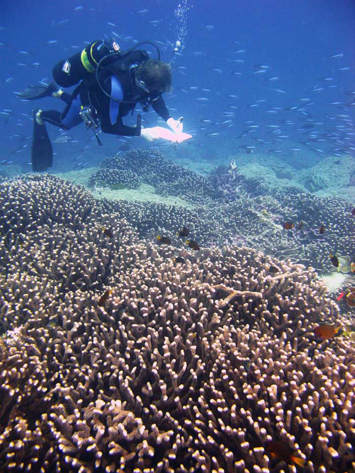 Studying Coral during Northern Lines Expedition