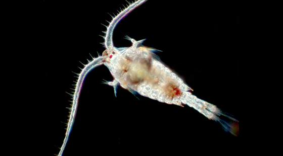 Copepod, Keystone species, mini-crustaceans 