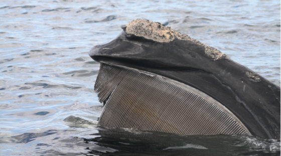 A right whale skim feeding