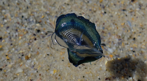 By-the-wind sailor, velella, jellyfish